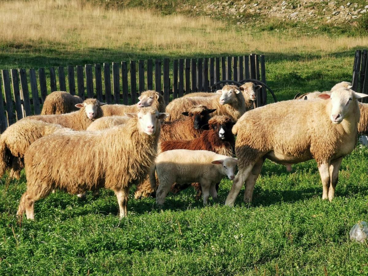 Domek W Gorach Na Wylacznosc Zlatna Exterior foto